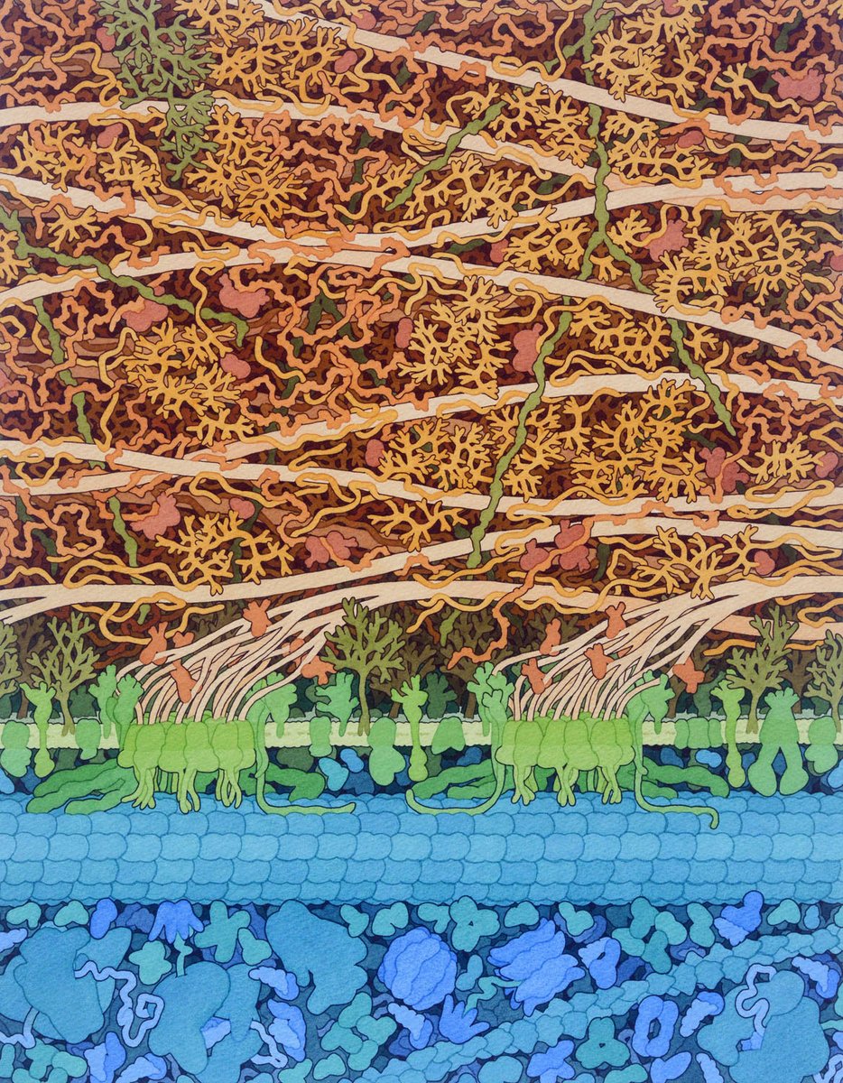 David S. Goodsell 🏳️🌈 (@dsgoodsell) on Twitter photo Finished the plant cell wall painting! Cellulose synthase complex in green and cellulose in tan, plus a bunch of other fun stuff. I'll put a full description <a href="/buildmodels/">rcsb pdb 💉🧬💻🔬💊🌱🧠🦠</a> when I get a few free moments. Bet you can guess the topic of the Feb Molecule of the Month! Finished the plant cell wall painting! Cellulose synthase complex in green and cellulose in tan, plus a bunch of other fun stuff. I'll put a full description <a href="/buildmodels/">rcsb pdb 💉🧬💻🔬💊🌱🧠🦠</a> when I get a few free moments. Bet you can guess the topic of the Feb Molecule of the Month!