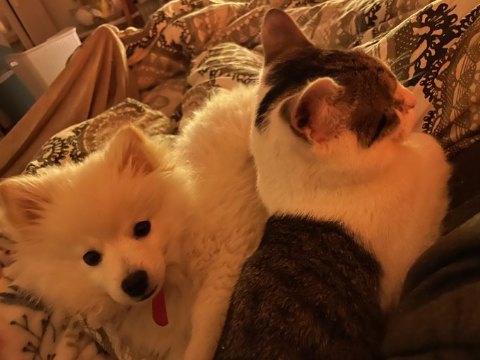 Friendship 🥰 https://t.co/QtpStLMZ1Q<a href="/tag/vtm2"class="tags"><span>#vtm2</span></a><a href="/tag/battlecat"class="tags"><span>#battlecat</span></a>