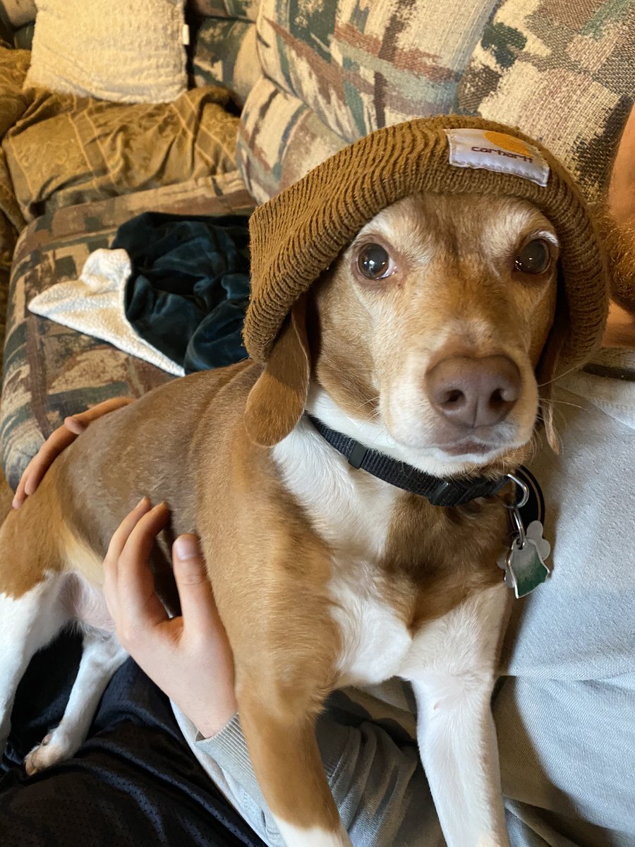 allbottled's tweet photo. Mason the beagle in the “basement” with the boys just relaxin ... sportin his favorite brand @carhartt #lemonbeagle @TylerMyers418 https://t.co/jvPM9GFWmB https://t.co/xSjNU2CNpw