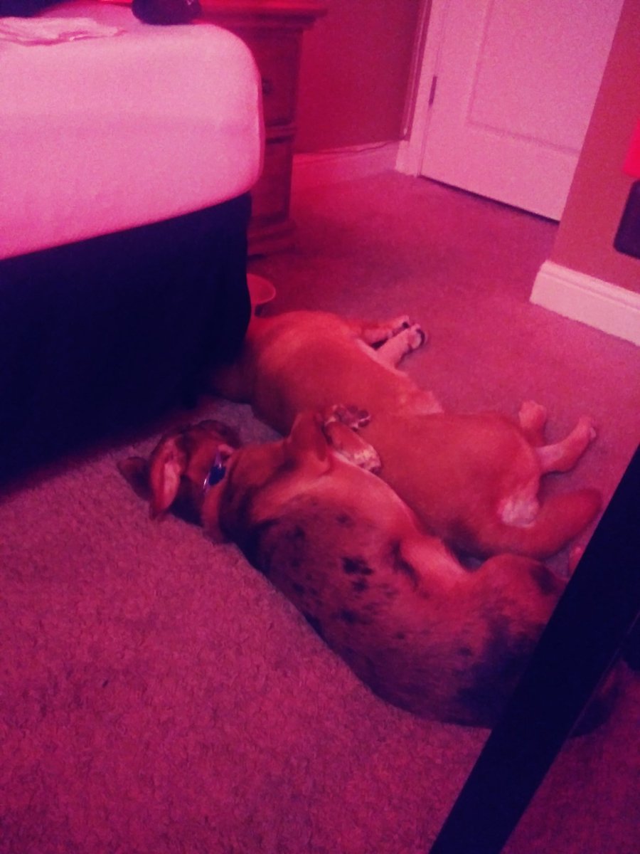 Layla laying with her new found buddy last night