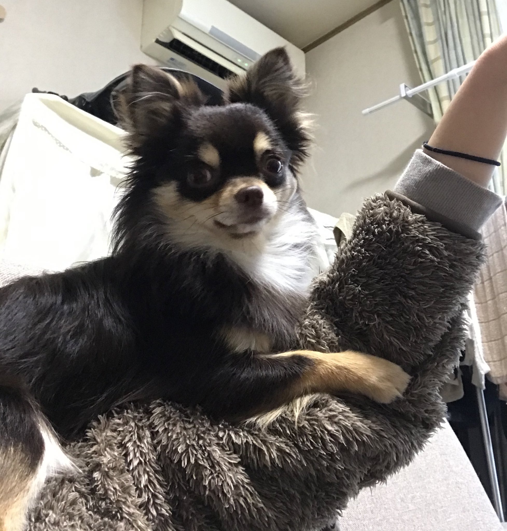 チワワのレオン 肩 腕 乗りチワワ 可愛い顔してるけど 手を噛みたいだけ チワワ 犬のいる暮らし T Co Uola4qvllw Twitter
