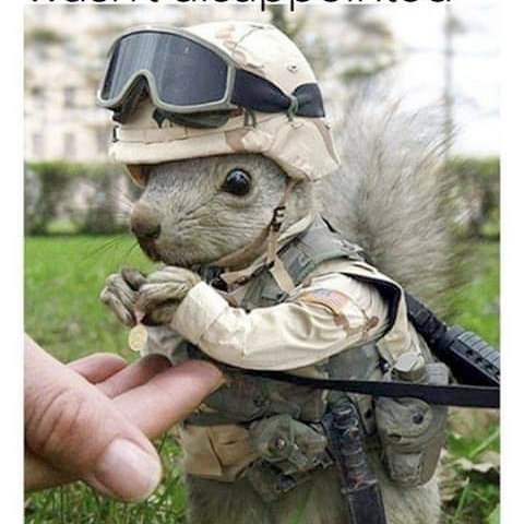 Squirrel of the Day!
Squirrel of the Day!
Squirrel of the Day!