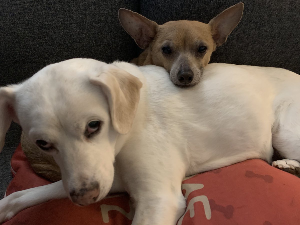 Franklin using Alice as a pillow: a thread