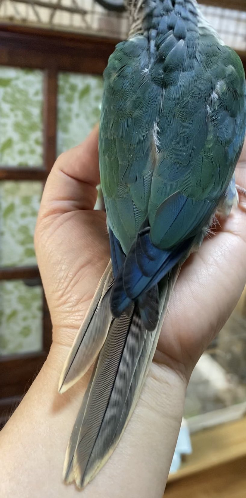 すみれ Honokuni ご予約承り中 ブルーワキコガネは 今のウロコインコ にしては濃い色だけど そこがまたいい 綺麗って人も少なくない Honokuni ウロコインコ雛 オーナーさん募集中 有償 インコ ウロコインコブリーダー コザクラインコ すみれ Honokuni ご予約承り中 ブルーワキコガネは 今のウロコインコ にしては濃い色だけど そこがまたいい 綺麗って人も少なくない Honokuni ウロコインコ雛 オーナーさん募集中 有償 インコ ウロコインコブリーダー コザクラインコ