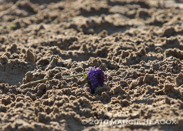 TheGallopOut's tweet photo. A lone flower from Goldikova's wreath lay on the ground following her 2010 Breeders' Cup Mile victory. https://t.co/fjLbYLwBQH