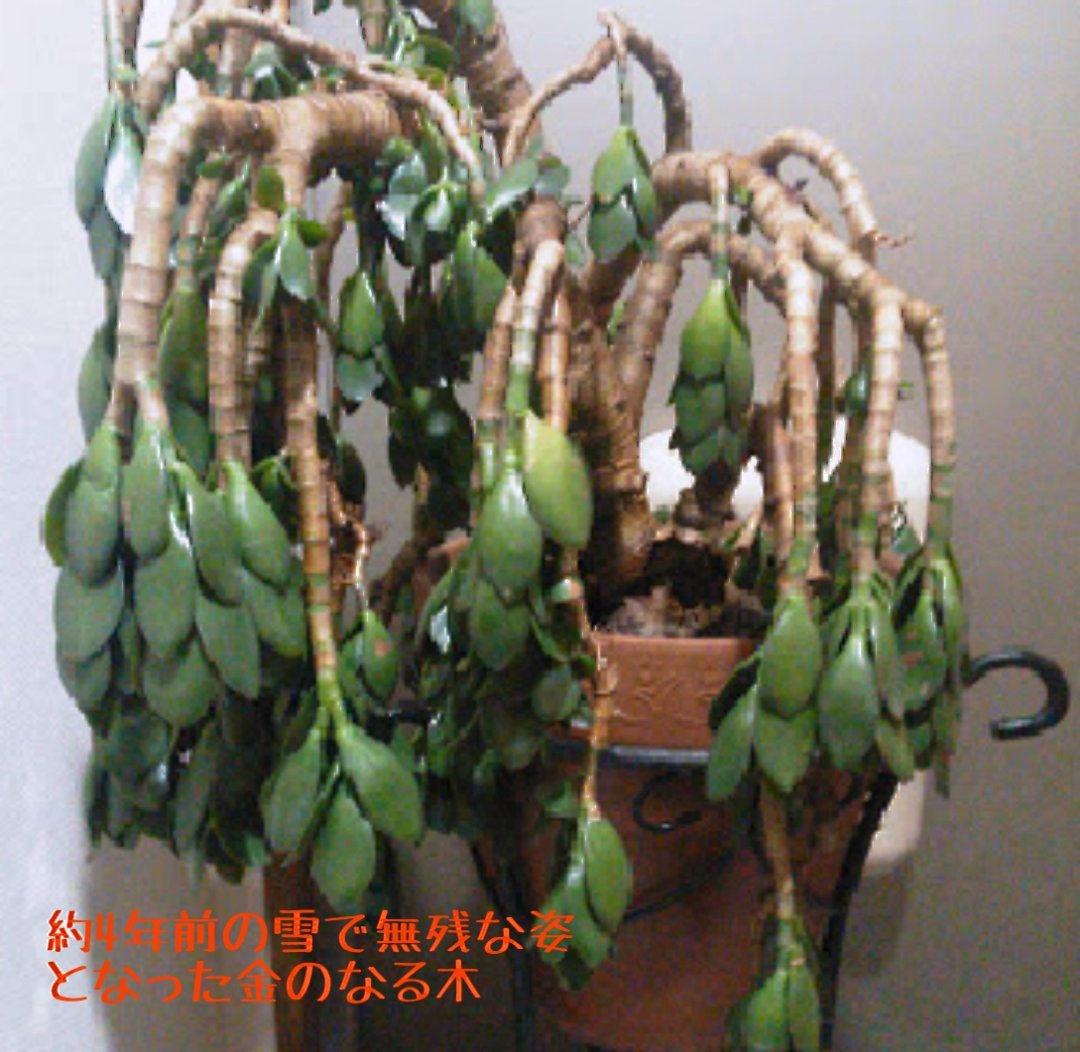 かず やよい 人間で言うと凍傷 傷んだ部分だけ切り取って蘇る場合もあります 根っこが生きていれば 絶対生えてきます ただ熱帯植物は 日本の冬に耐えられないので 絶対室内ですね