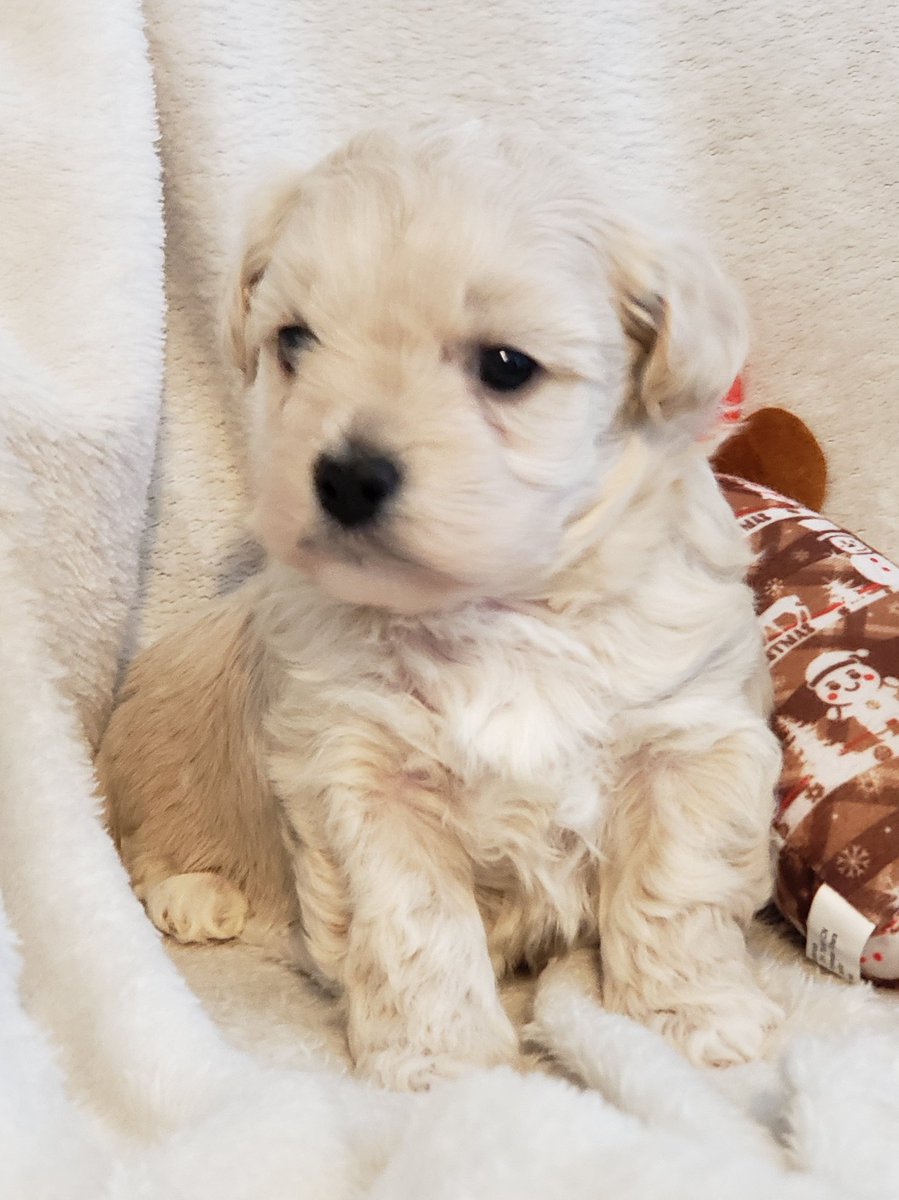 herbargain's tweet photo. New FB Group for adorable fur babies #designerbreeds #maltipoos #yorkipoo #puppies #furbabies 
https://t.co/p9pSoH7vFS https://t.co/tmKeqN61vm