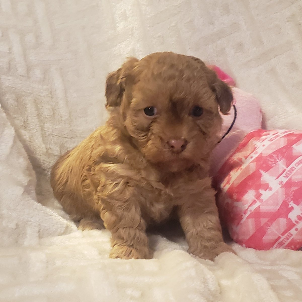 herbargain's tweet photo. New FB Group for adorable fur babies #designerbreeds #maltipoos #yorkipoo #puppies #furbabies 
https://t.co/p9pSoH7vFS https://t.co/tmKeqN61vm