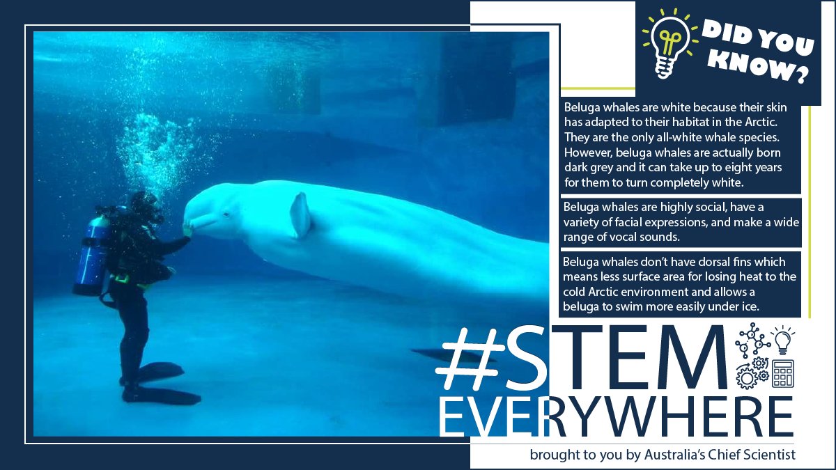 ScienceChiefAu's tweet photo. Do you speak whale like #Dory in #FindingNemo? In today’s #STEMeverywhere post Lisa gets up-close and personal with a white #belugawhale and learns about #biology. Find out more: https://t.co/20ao5U0LLA https://t.co/Yfr6oOLZXm