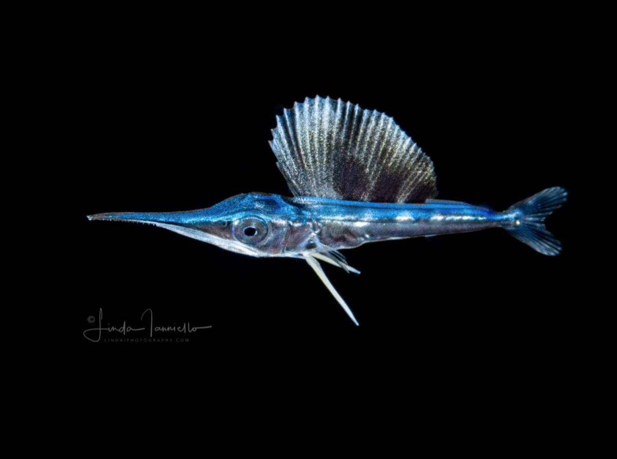 THIS IS WHAT BABY SAILFISH LOOK LIKE. (I have included a banana for approximate scale)  Linda I.  http://bit.ly/2Z7pVJN 