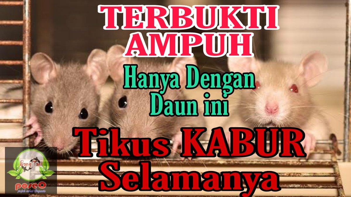 Di rumah banyak tikus?
Udah pelihara kucing namun kucing nya yang dikejar tikus.
Di kasih racun malah bau bangkai di mana mana.

Ini saya kasih solusi mudah hanya dengan daun aja.
Tonton dulu dan ikuti langkah langkahnya
youtu.be/jW17TBoDkvo