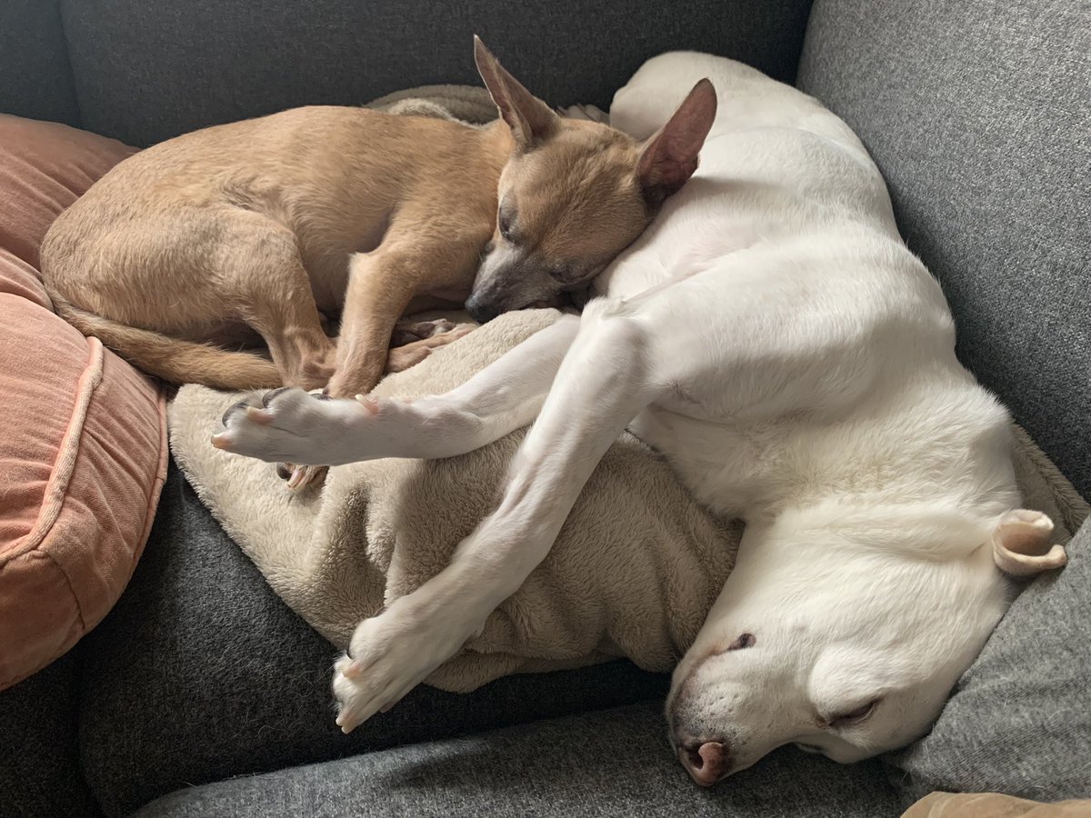 Franklin using Alice as a pillow: a thread