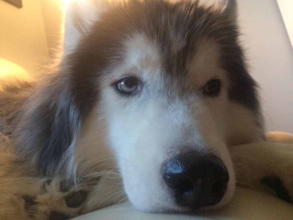 kumapaws376's tweet photo. Red husky girl, Aya Sophia #chooch - Wooly husky boy, Odin #fangking - white husky girl, Spirit #shirohime — Neapolitan Husky Flooves! (Floofs) #dogsoftwitter #happydogs #DogsofTwittter #dog #dogs #husky #huskies #redhusky #woolyhusky #whitehusky #pupper #doggo #pup #heterchromia https://t.co/DFRb6o9RI8