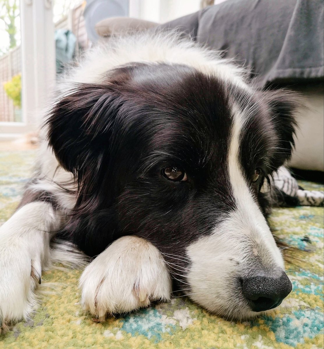 AnimalEvalution's tweet photo. #LockdownLife can be tough for many of us, including #dogs. The change in routine can cause changes in behaviour.
@DogsTrust surveyed over 6,000 owners in the UK, with 26% reporting that their dog had developed a behavioural problem since #lockdown began.
We are here to help 🐶 https://t.co/SnpAz21nKd