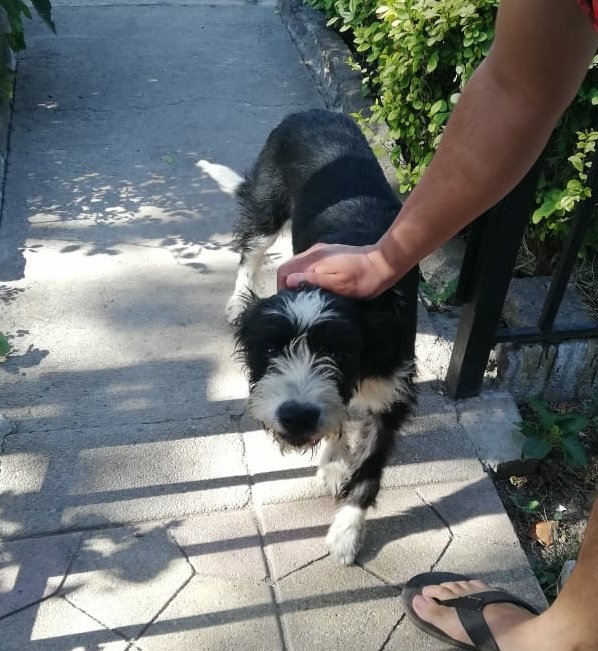 _DesInfluencer's tweet photo. Perrita perdida.
Hace varios días anda dando vueltas y hoy ya preferí entrarla a mi casa.
Ojalá pudieran ayudarme a compartir esta publicación a ver si la reconocen.
#Maipu #Capitolio #Borgui #florcitaMotuda @carolinapinoc @bartorell @Kristian_Mella https://t.co/BkernMzSvl