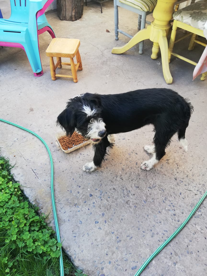 _DesInfluencer's tweet photo. Perrita perdida.
Hace varios días anda dando vueltas y hoy ya preferí entrarla a mi casa.
Ojalá pudieran ayudarme a compartir esta publicación a ver si la reconocen.
#Maipu #Capitolio #Borgui #florcitaMotuda @carolinapinoc @bartorell @Kristian_Mella https://t.co/BkernMzSvl