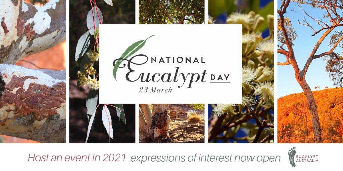 EucalyptAus's tweet photo. Want to host an event this #NationalEucalyptDay?

We welcome all submissions for events and are open
to new interpretations and delivery. Events can be held anytime 6/3 - 11/4, with w/ends around 23/3 the best!

EOIs: https://t.co/Ira9vG3V0e
Event guide: https://t.co/t9jqMkdivf https://t.co/URjQncgdMU