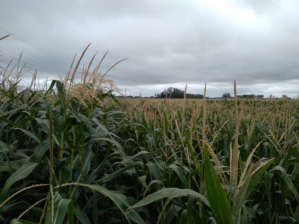 Recorriendo un poco los ensayos de nuestros maíces Stines
<a href="/NutrienDigital/">nutrien.ar</a> 
<a href="/stinesemillas/">stinesemillas</a>