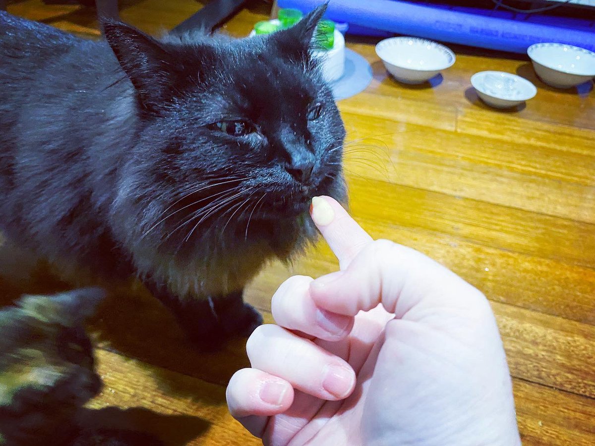 captainlorcacat's tweet photo. Mango Lassi! Mmmmm om nom nom! Mallory didn't like it so more for me!

#CaptainLorca #mainecoon #blacksmokemainecoon #catsofquarantine #catsofinstagram #blackcatsofinstagram #adoptdontshop #adoptblackcats #housepanther #blackpanther https://t.co/3eaxLbardo