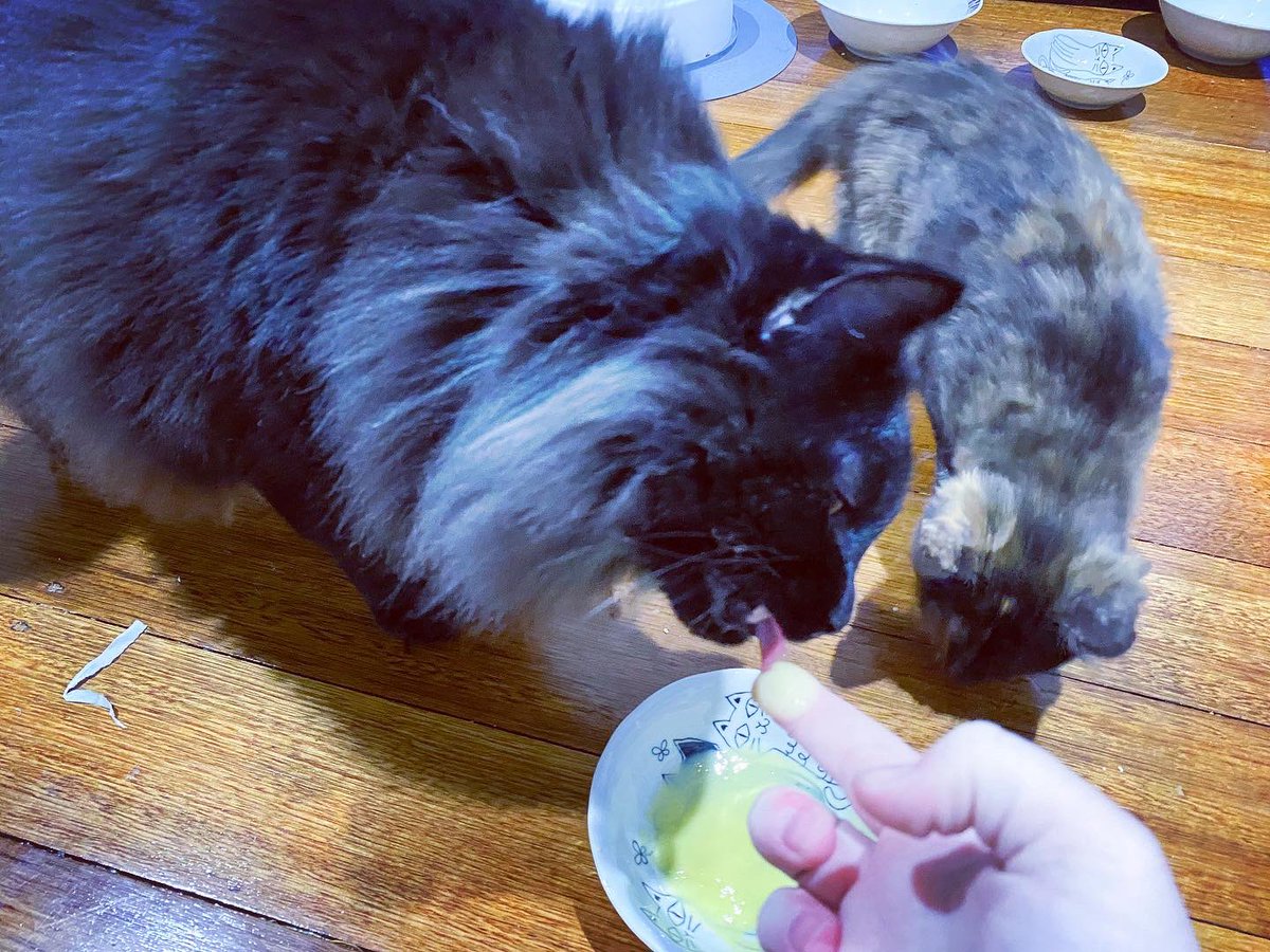 captainlorcacat's tweet photo. Mango Lassi! Mmmmm om nom nom! Mallory didn't like it so more for me!

#CaptainLorca #mainecoon #blacksmokemainecoon #catsofquarantine #catsofinstagram #blackcatsofinstagram #adoptdontshop #adoptblackcats #housepanther #blackpanther https://t.co/3eaxLbardo
