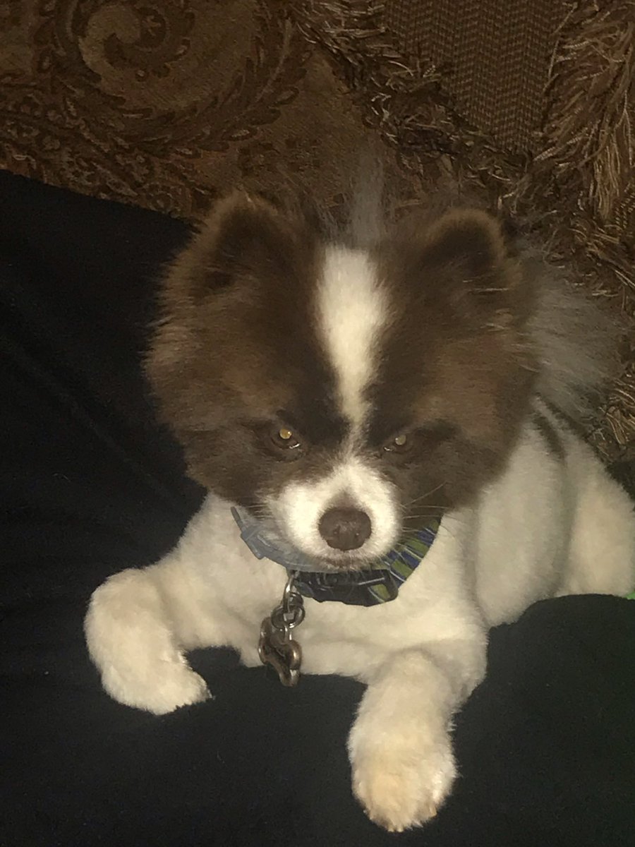 AntMazza1717's tweet photo. R.I.P to the greatest dog ever.

My little Z-Man. Gave us the best of memories.

My heart is completely broken.

#RIPZeus https://t.co/BgNzjXX6ur