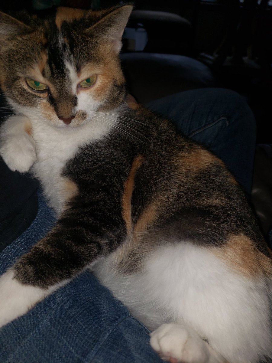 amyakasmiley's tweet photo. Come here often? Meeeoooowwww lol https://t.co/ShrXMAOEPu