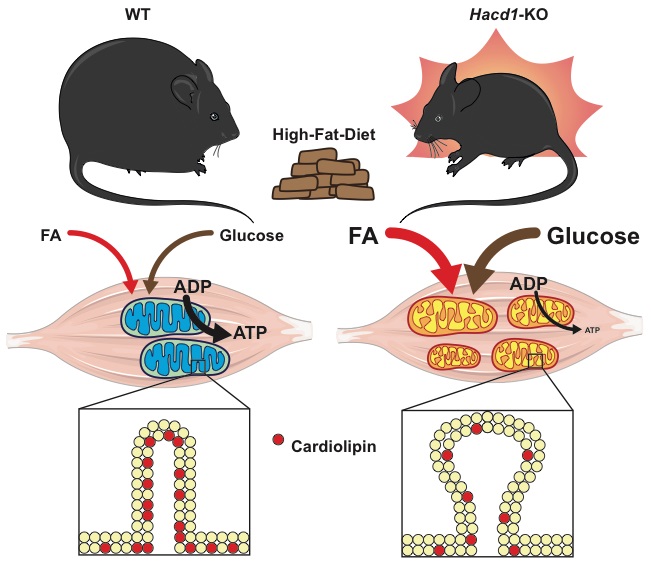 Our paper on mechanistic insights of #mitochondrial coupling is out <a href="/ScienceAdvances/">Science Advances</a>, offering medical perspectives for mitochondrial #myopathies &amp; #obesity-related disorders: advances.sciencemag.org/content/7/1/ea… <a href="/AlexandreProla/">Prola Alexandre</a> @IMRB_Mondor <a href="/UPECactus/">UPEC</a> <a href="/Telethon_France/">AFM-Téléthon</a> <a href="/FRelaix/">frederic.relaix</a>