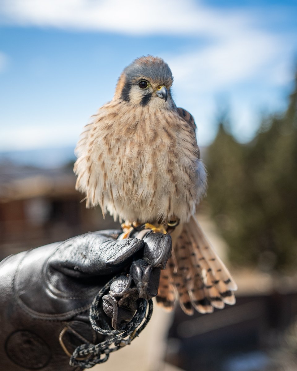 Katniss, our North American Kestrel demonstrating a rouse. In cooler temperatures, birds will often rouse, or ‘poof’ their feathers. This motion raises their feathers away from their bodies helps to insulate the bird. It is also performed when a bird is feeling safe or content!