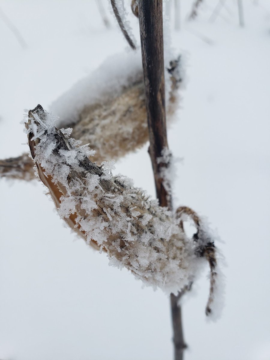hunthill's tweet photo. We've been having a lot of frosty days lately! Read here to learn the difference between rime ice and hoar frost: https://t.co/HETONtkPDO https://t.co/1L0y6kJvG2