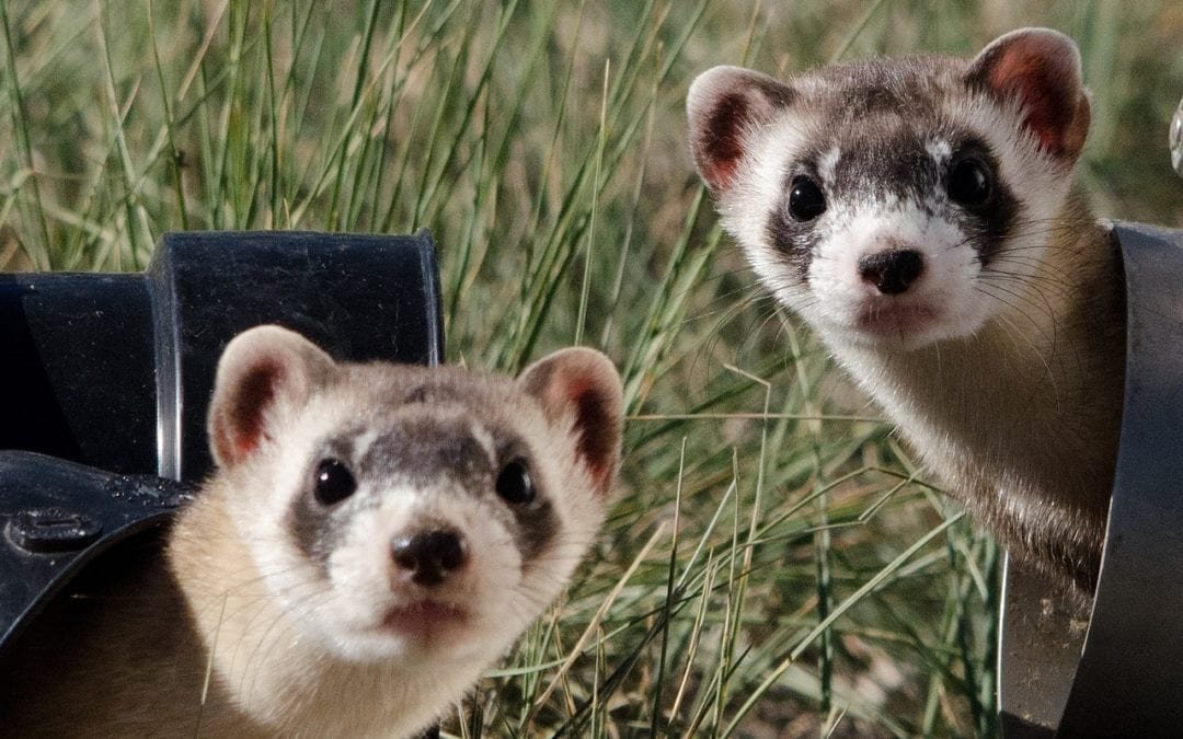 Ferrets4Elaina's tweet photo. Two ferrets today, goodness knows we all need it @Elaina_Exe https://t.co/nA5z30cl7b