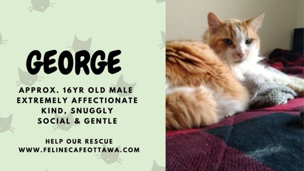 Feline Cafe tweet media