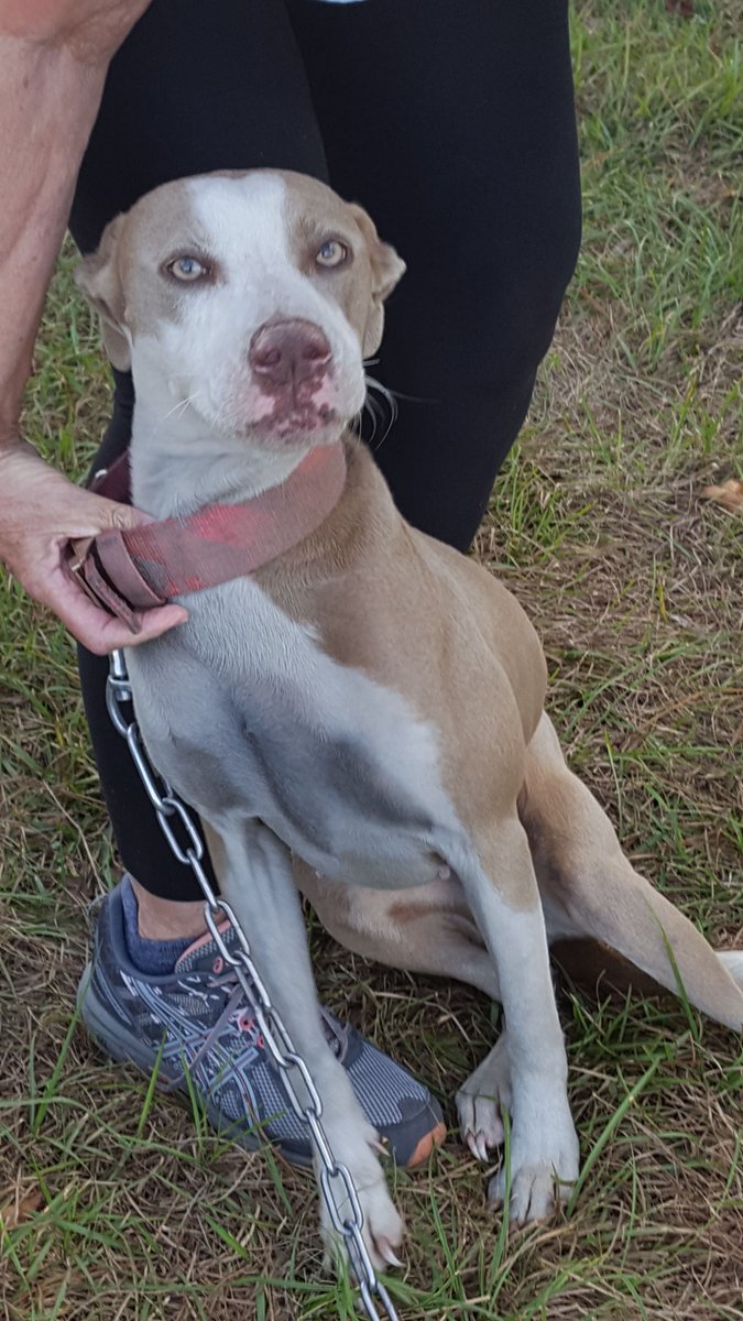 HumaneTampaBay's tweet photo. These pups came to us after being rescued from an owner that kept them chained 💔 They were both adopted and are now happy and loved. Help us spread the word that chaining is NOT OK! #unchaindogs #WeAreHSTB #AdoptDontShop #EveryLifeCounts https://t.co/in7chMYUJl