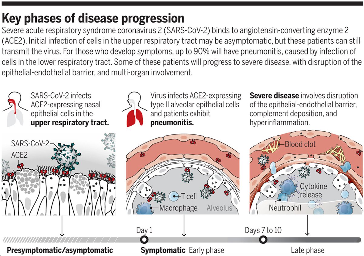 mmw_lmw's tweet photo. How does #SARSCoV2 cause #COVID19 | Perspective |  Paul Lehner @Cambridge_Uni @ScienceMagazine https://t.co/ketxQu60tw | #2020_ReCapAugust https://t.co/slzVsW3S6i
