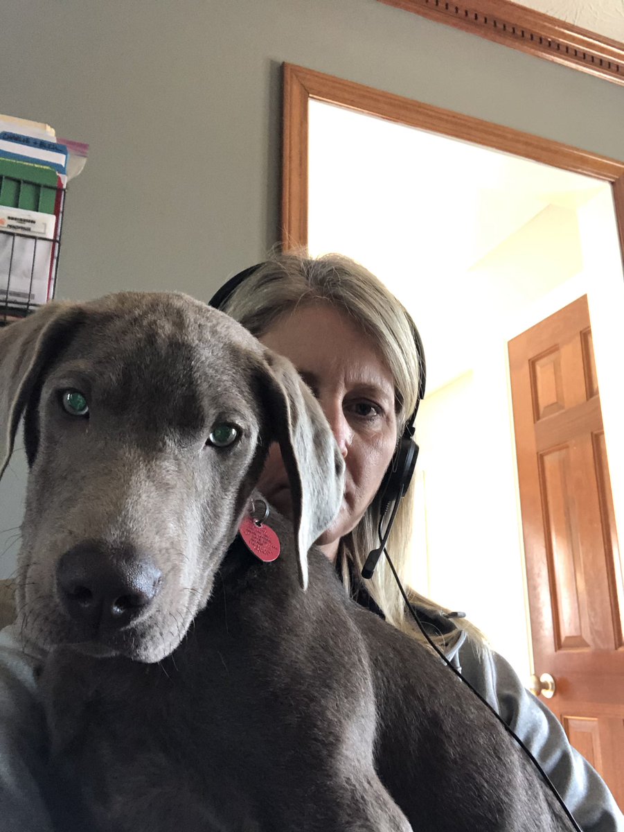 reesegirl86's tweet photo. @pro_worrier_ Here you go...my 40lb lap dog helping me work today.  He’s a great assistant. Gives snuggles and reminds me not to stress too much.  I hope your brain feels better soon. https://t.co/MYB7EP2uZb