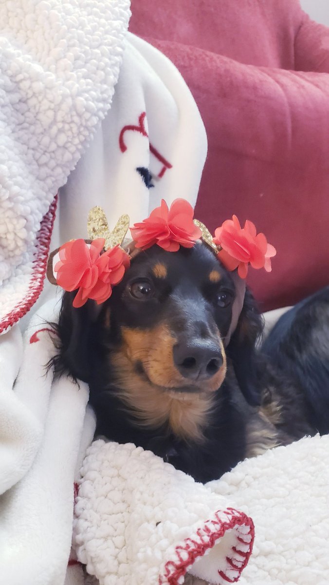 ChewieAnd's tweet photo. We are not offended if we lose friends because of what we believe in. This is why we all have our own opinions and not all of ours will be the same and that's what makes each of us special!😁 #dogsoftwitter #dachshund #dogs #puppylove https://t.co/ezSycGVUuJ