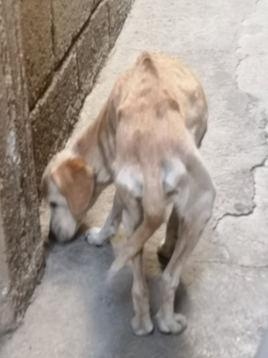 atyel_'s tweet photo. No me lo puedo quedar 💔💔💔💔 necesita un hogar, es un cachorro aún 💔💔💔💔💔💔😭😭😭😭😭 Odio a la gente y odio no poder quedarmelo https://t.co/BX8KZhIKim