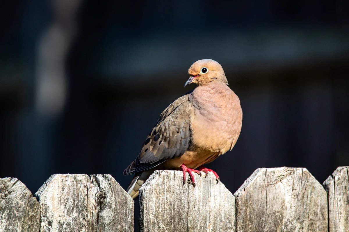 i love mourning doves.... theyre SO pretty