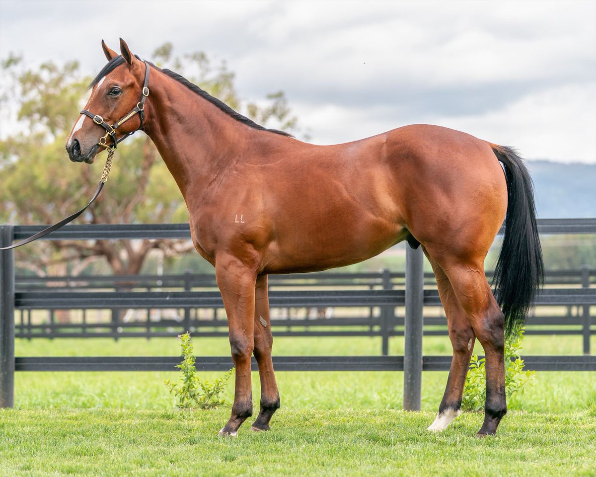 Lustre Lodge (@lustrelodge) on Twitter photo Make sure you get down to <a href="/attungastud/">Attunga Stud</a> located in Barn R to check out our 2 cracking <a href="/mmsnippets/">Magic Millions</a> yearlings, who both look to be early running types!ππ₯
πΉ Lot 520 Mariquita x Zoustar Filly
πΉ Lot 729 Royal Schilling x Capitalist Colt Make sure you get down to <a href="/attungastud/">Attunga Stud</a> located in Barn R to check out our 2 cracking <a href="/mmsnippets/">Magic Millions</a> yearlings, who both look to be early running types!ππ₯
πΉ Lot 520 Mariquita x Zoustar Filly
πΉ Lot 729 Royal Schilling x Capitalist Colt
