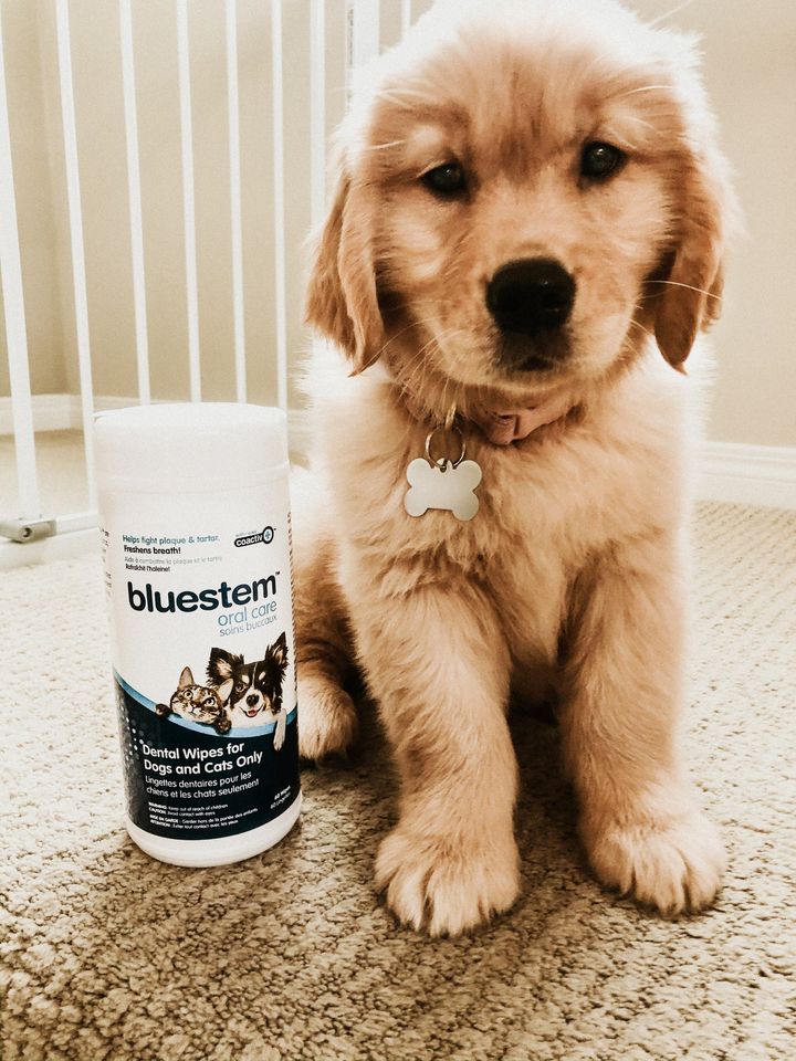 bluestempets's tweet photo. Keep your pets' teeth clean this New Year! Bluestem's Dental Wipes offer a fast &amp; effective way to maintain your pet's oral health.
-Fight plaque &amp; tartar
-Freshens breath &amp; improves oral hygiene
-Mechanical action of brushing
-Reach every part of the tooth
-Safe for daily use https://t.co/Ln7CFC8Ut8