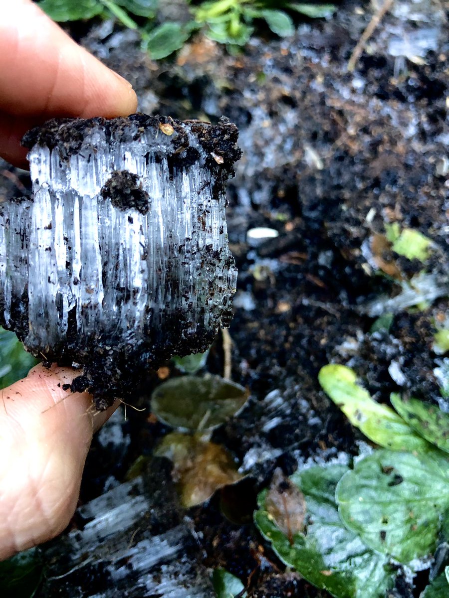 SeanBattyTV's tweet photo. Soil scattered with needle ice this afternoon. These icy columns are created when soil with a temperature above freezing, and full of water, squeezes water out at the surface which then freezes on contact with the freezing air above. #WeatherIsCool 😍🥶 https://t.co/yOVTno69Jn