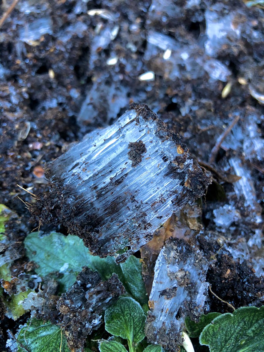 SeanBattyTV's tweet photo. Soil scattered with needle ice this afternoon. These icy columns are created when soil with a temperature above freezing, and full of water, squeezes water out at the surface which then freezes on contact with the freezing air above. #WeatherIsCool 😍🥶 https://t.co/yOVTno69Jn
