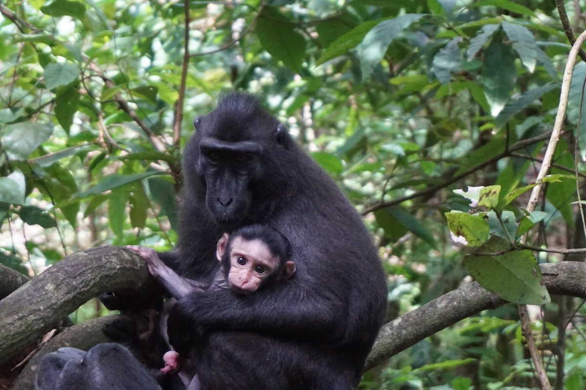 Ini bedanya bayi monyet yang masih menyusu (infant) dan monyet yg udah ga menyusu (juvenile).Rambut di badan infant msh terlihat botak, terutama di area wajah & perut. Sementara utk juvenile rambutnya udah menutupi seluruh badan.