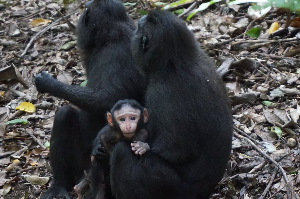 Ini bedanya bayi monyet yang masih menyusu (infant) dan monyet yg udah ga menyusu (juvenile).Rambut di badan infant msh terlihat botak, terutama di area wajah & perut. Sementara utk juvenile rambutnya udah menutupi seluruh badan.