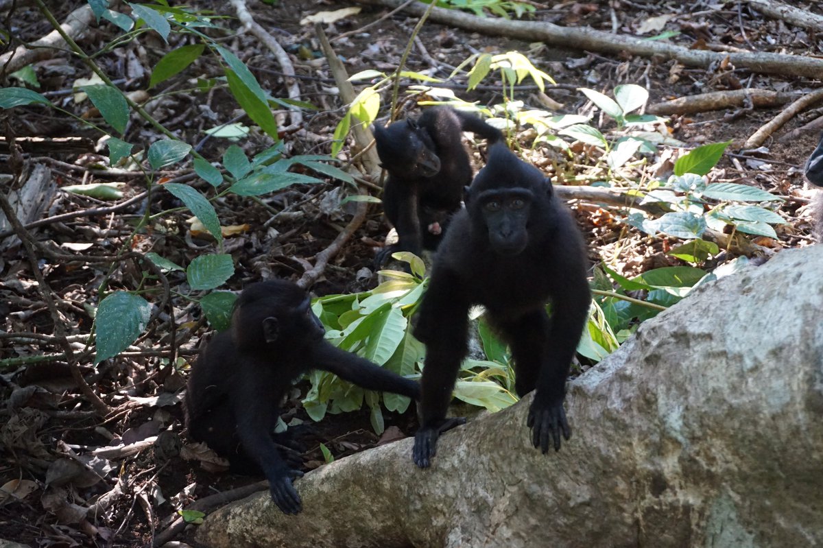 Ini bedanya bayi monyet yang masih menyusu (infant) dan monyet yg udah ga menyusu (juvenile).Rambut di badan infant msh terlihat botak, terutama di area wajah & perut. Sementara utk juvenile rambutnya udah menutupi seluruh badan.
