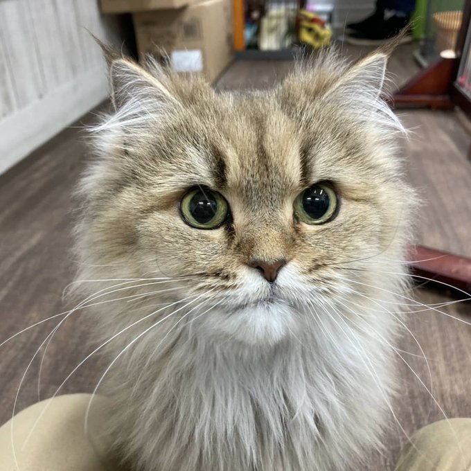 保護犬カフェ立川店のtwitterイラスト検索結果