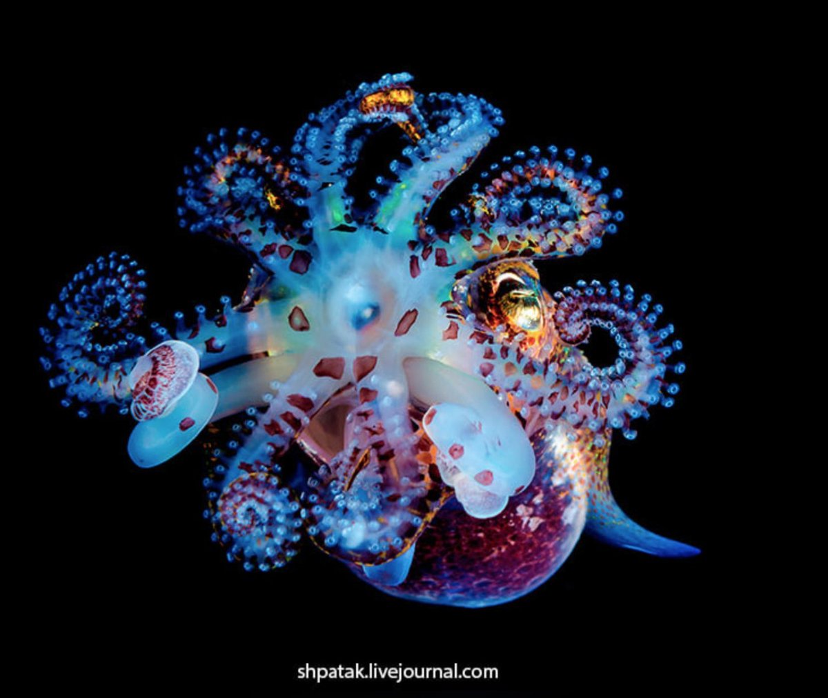 Colorful bébé bobtail squid showing all its best colors.  Andrey Shpatak  https://bit.ly/33h6Toe 