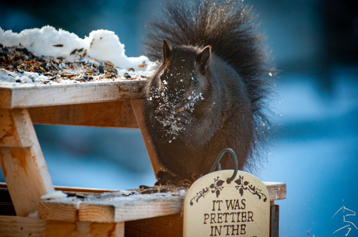 ashleyn_jr's tweet photo. When you're just so excited about food and it ends up all on your face...
#photography #nikonphotography #photooftheday #squirrel #squirreloftheday #squirrellife #squirrelpicnictable #squirrelphotography #naturephotograph #backyardpets #adventures #nutty #naturephotography https://t.co/nEBgv5L7zO
