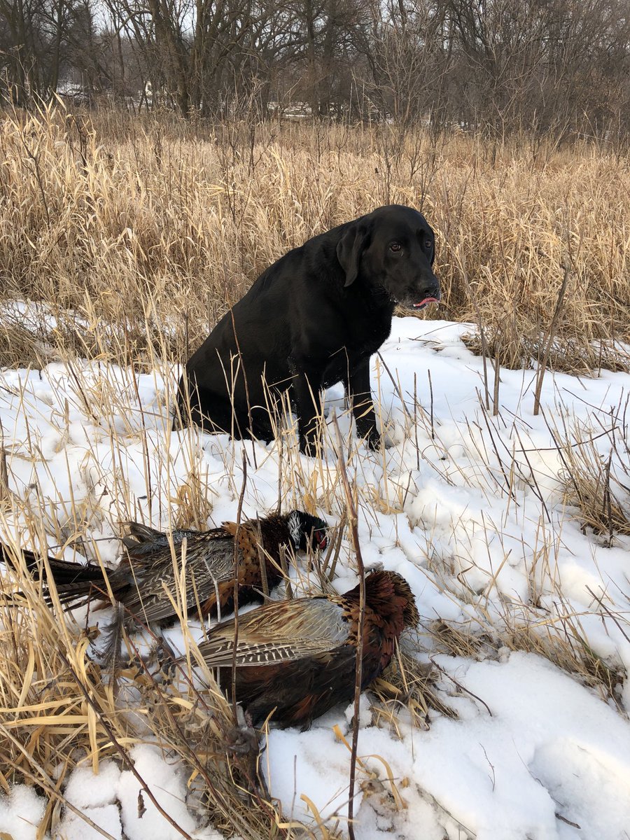 scottmeyer8's tweet image. 2 got up in range today, late season birds are tough! #pheasants4ever