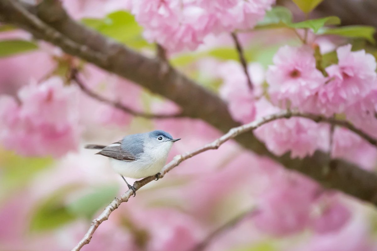 a blue-gray gnatcatcher sits perched in a beautiful pink cherry blossom tree...