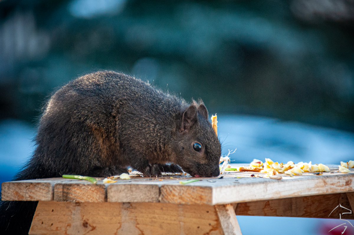 ashleyn_jr's tweet photo. When your friends leave peanut butter behind but you have to lick the table to get it... hahaha
#squirrel #squirreloftheday #squirrellife#squirrelpicnictable #squirrelphotography #backyardpets #adventures #nutty #naturephotography #photography #nikonphotography #photooftheday https://t.co/bqXa5y7Pgw